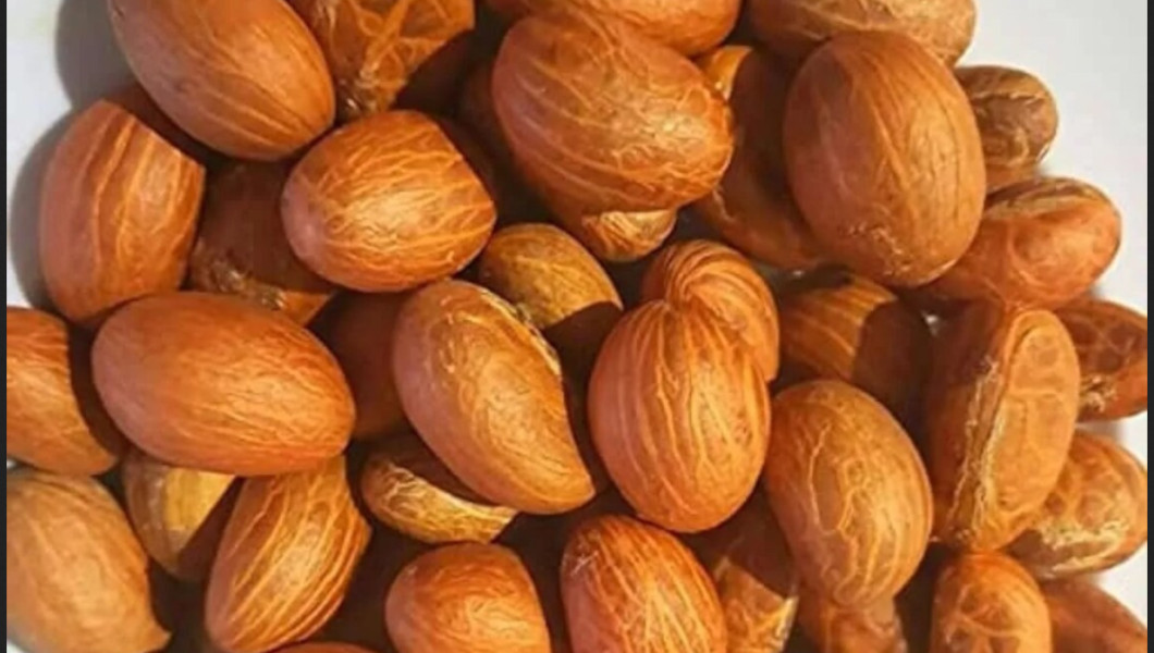 Action du bitter kola sur les troubles cognitifs et l’Alzheimer : les explications du Dr Ngarka, neurologue