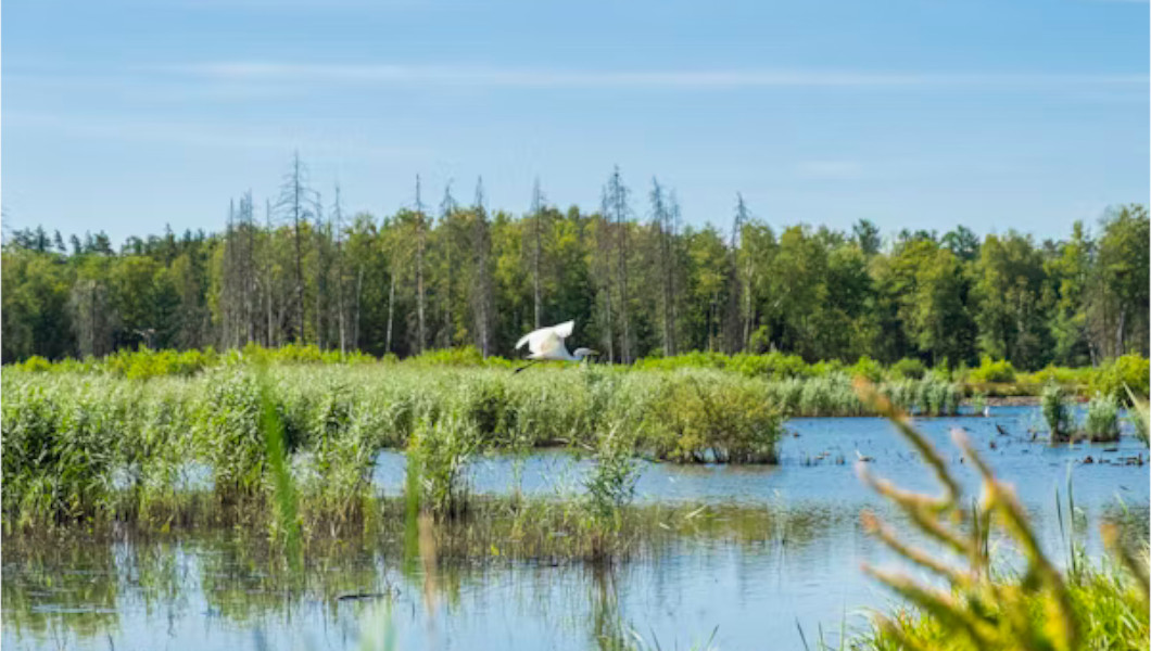 Activités autour de la Journée mondiale de la biodiversité : une réunion de restitution réunit les experts à Yaoundé | Crédit photo : Unsplash