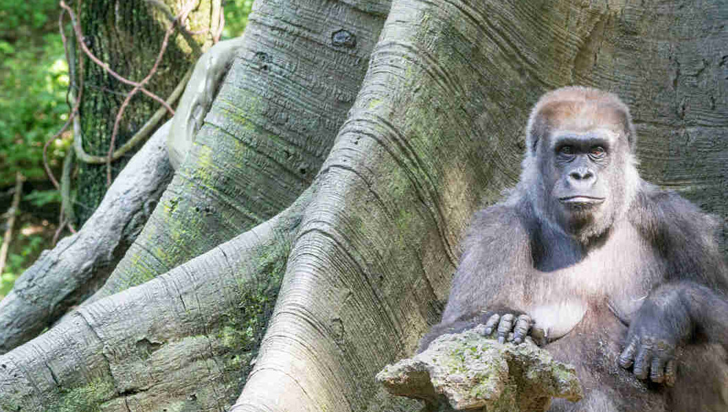 Environnement : une nouvelle loi portant régime des forêts et de la faune promulguée | Crédit photo : Faunesauvage